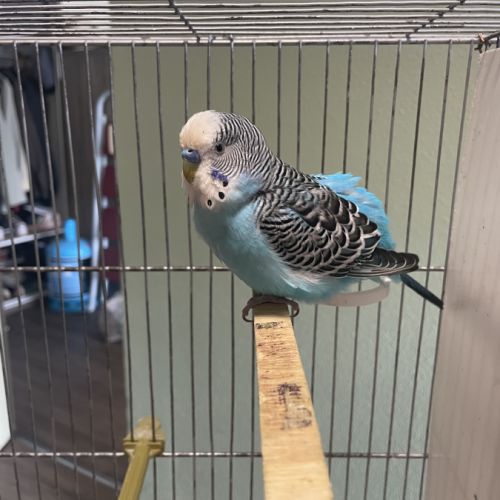 Perruche mâle ou femelle #8