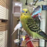 Perruche mâle ou femelle #1