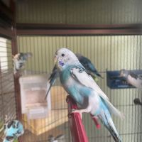 Perruche mâle ou femelle #5