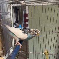 Perruche mâle ou femelle #7