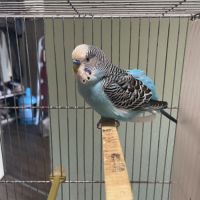 Perruche mâle ou femelle #8