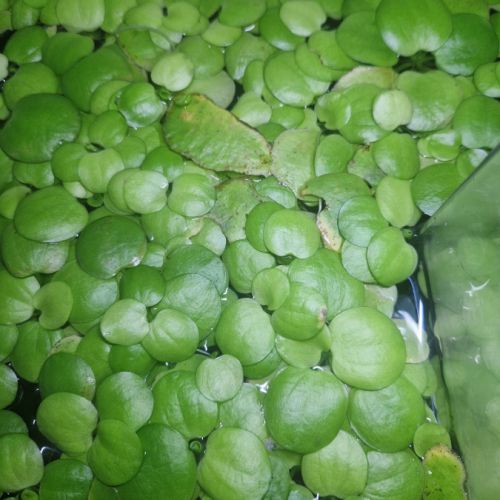 Limnobium. plante flottante