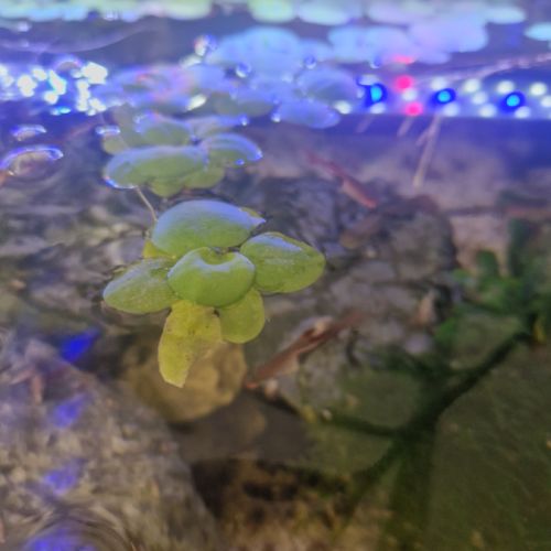 Limnobium. plante flottante #2