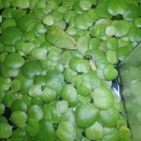 Limnobium. plante flottante #0