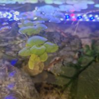 Limnobium. plante flottante #2