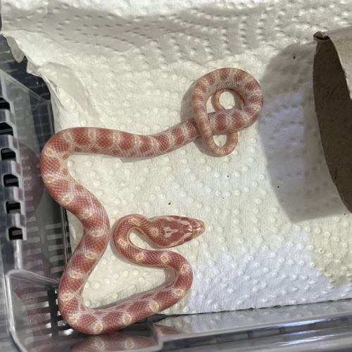 Petits juvéniles #0