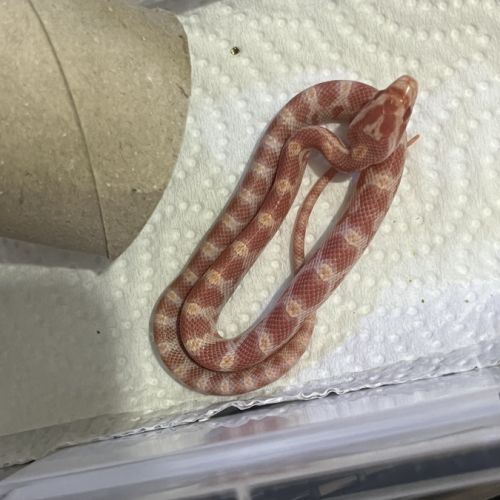 Petits juvéniles #2