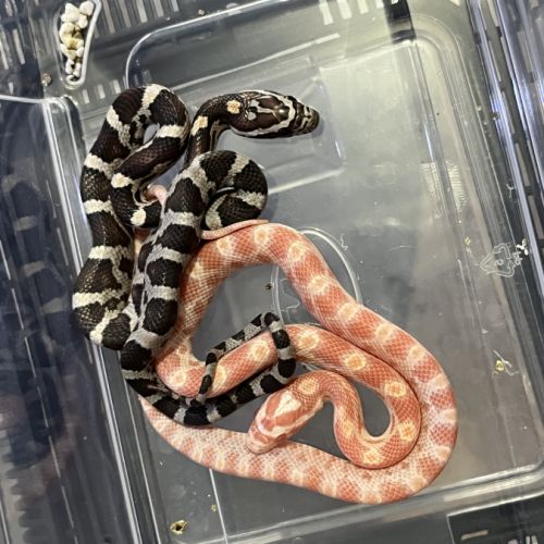 Petits juvéniles #4