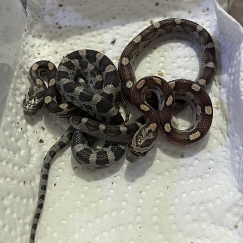 Petits juvéniles #5