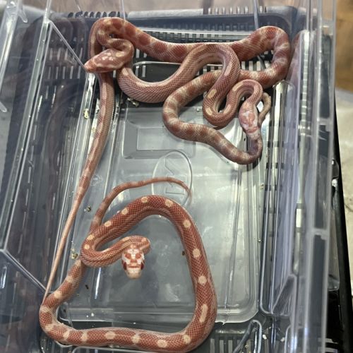 Petits juvéniles #6