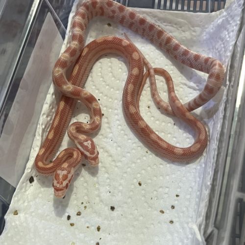 Petits juvéniles #7