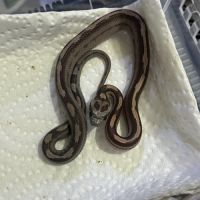 Petits juvéniles #3