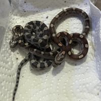 Petits juvéniles #5