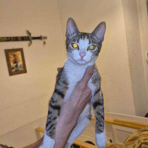 Minnie à l’adoption,