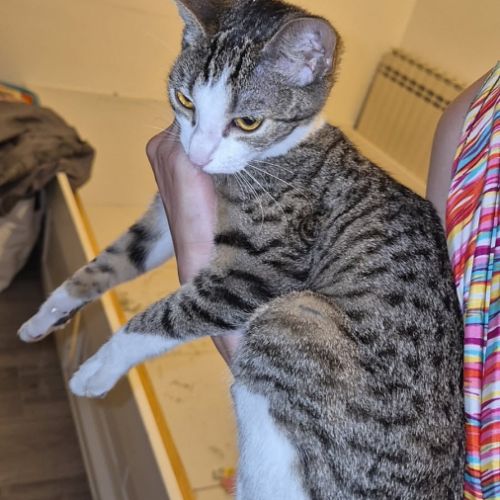 Minnie à l’adoption, #2