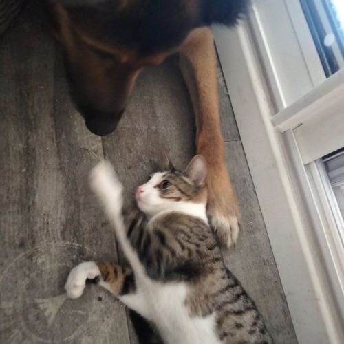 Minnie à l’adoption, #3