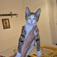 Minnie à l’adoption, #0