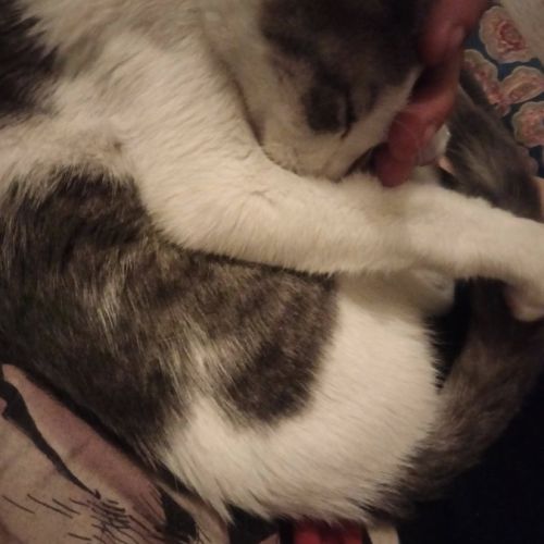 Loki à l’adoption, #1