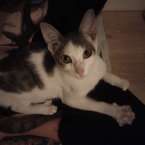 Loki à l’adoption,