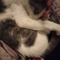 Loki à l’adoption, #1