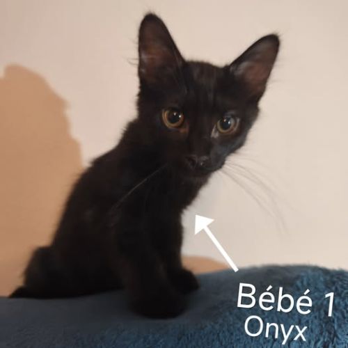 Onyx à l’adoption