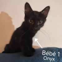 Onyx à l’adoption