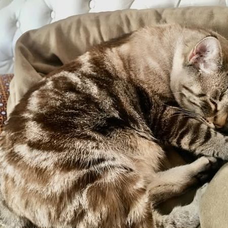 Bouba à l’adoption, #3