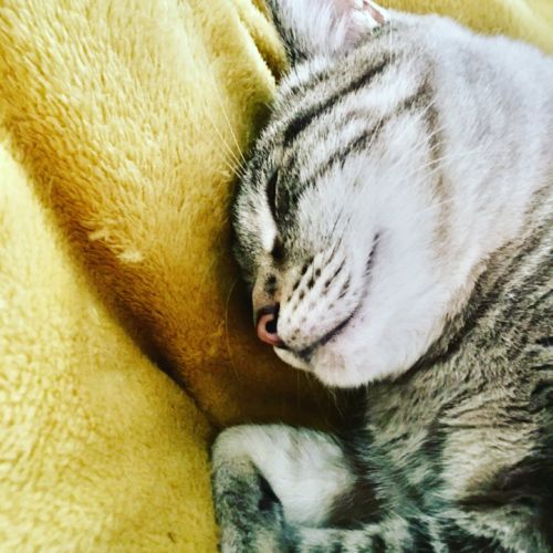 Bouba à l’adoption, #4