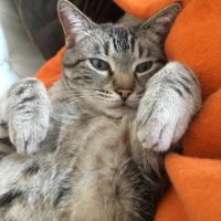 Bouba à l’adoption, #0