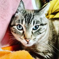 Bouba à l’adoption, #2