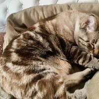 Bouba à l’adoption, #3