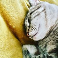 Bouba à l’adoption, #4