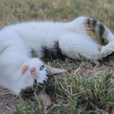 Tao et tango à l’adoption