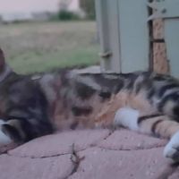 Tao et tango à l’adoption #1