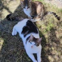 Tao et tango à l’adoption #2