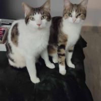 Tao et tango à l’adoption #4