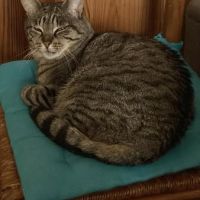 Kinder à l’adoption, #0