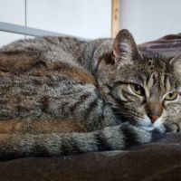 Kinder à l’adoption, #2