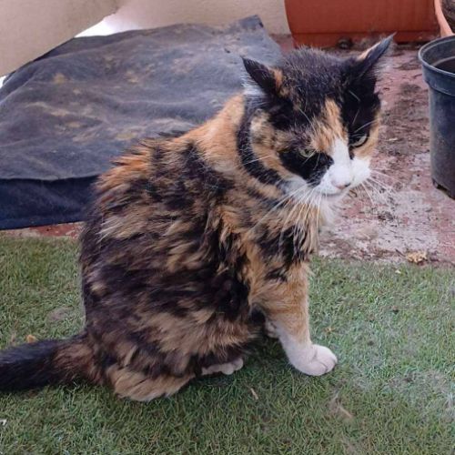 Peppa à l’adoption #1