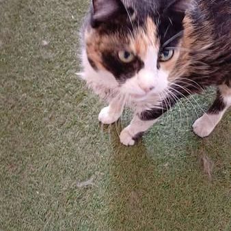 Peppa à l’adoption