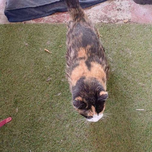 Peppa à l’adoption #3