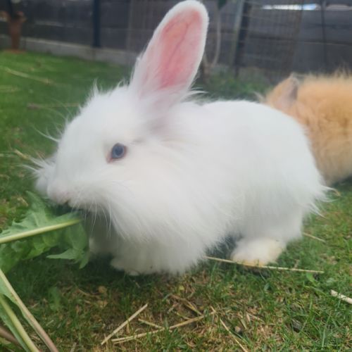 Lapins femelles anglais angora croisées bélier