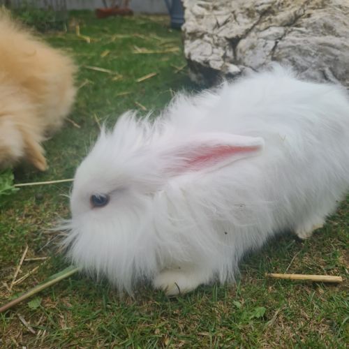 Lapins femelles anglais angora croisées bélier #2