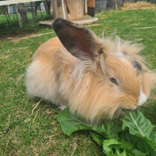 Lapins femelles anglais angora croisées bélier #3