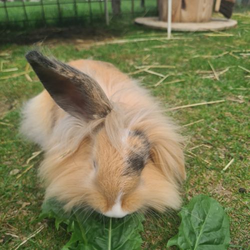 Lapins femelles anglais angora croisées bélier #4