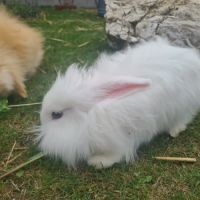 Lapins femelles anglais angora croisées bélier #2