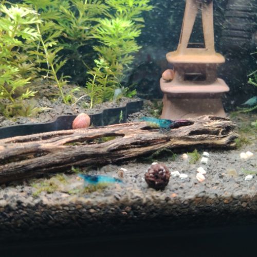 Neocaridina blue velvet