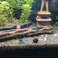 Neocaridina blue velvet