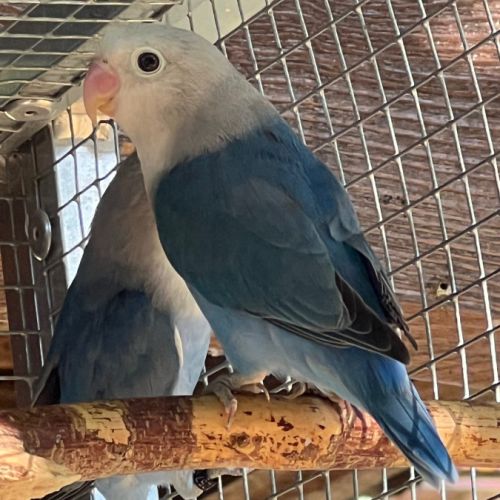 Inséparables lilianaes #1