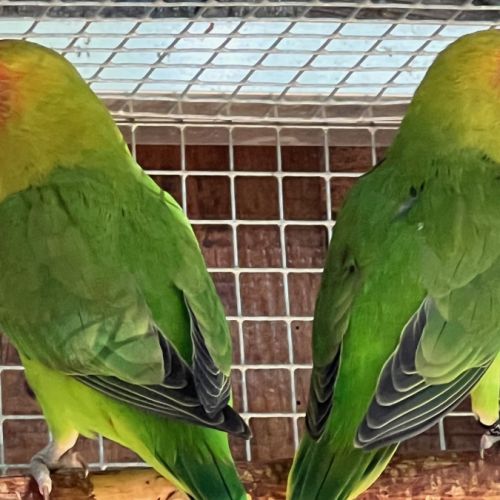 Inséparables lilianaes #2